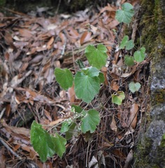 Heuchera longipetala