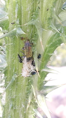 Lixus cardui