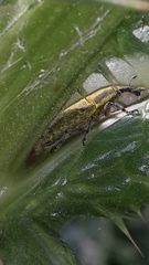 Lixus cardui