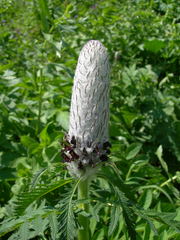 Pedicularis atropurpurea