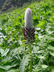 Pedicularis atropurpurea