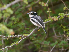 Batis minor suahelica