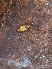 Stropenron hamata
