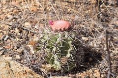 Melocactus zehntneri