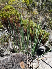 Ottoa oenanthoides