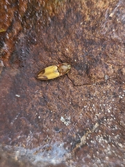 Stropenron hamata
