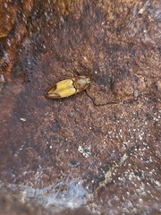 Stropenron hamata
