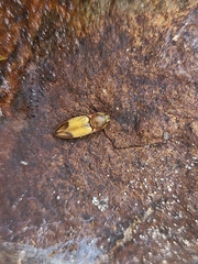 Stropenron hamata