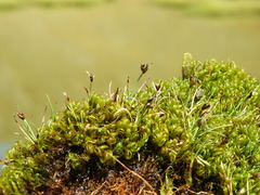 Carex enysii