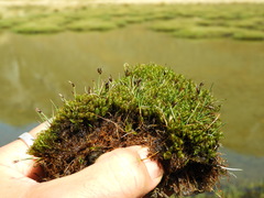 Carex enysii