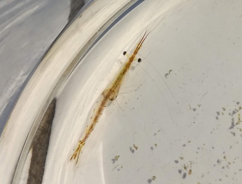 Siriella armata