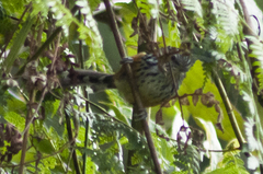 Drymophila striaticeps