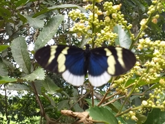 Heliconius eleuchia eleuchia