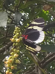 Heliconius eleuchia eleuchia