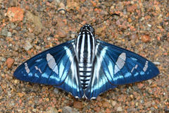 Jemadia hospita