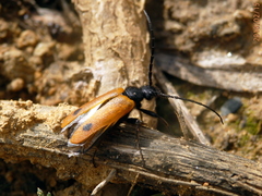 Apalus bimaculatus