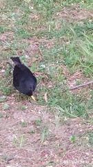 Turdus merula