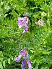 Vicia sosnowskyi