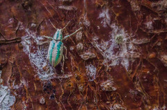 Compsus viridivittatus