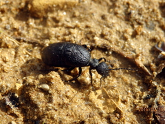 Meloe rugosus