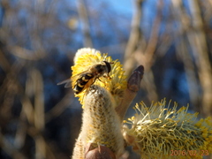 Lapposyrphus lapponicus