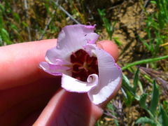 Calochortus catalinae