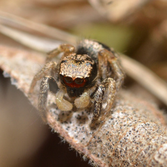 Habronattus coecatus