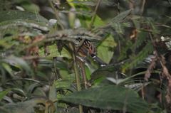 Drymophila striaticeps