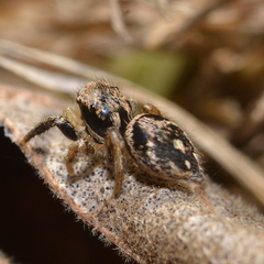 Habronattus coecatus