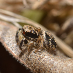 Habronattus coecatus