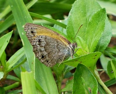 Pharneuptychia phares