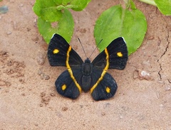 Parcella amarynthina