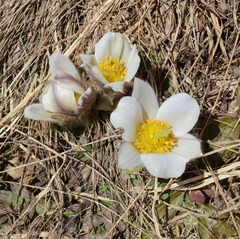 Pulsatilla vernalis