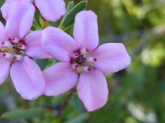 Adenandra fragrans