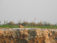 Canis aureus indicus