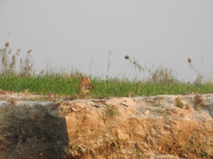 Canis aureus indicus