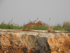 Canis aureus indicus