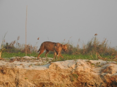 Canis aureus indicus