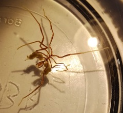 Nymphon brevirostre
