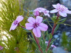 Adenandra fragrans