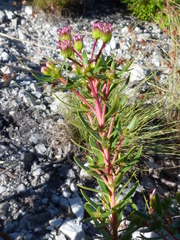 Adenandra fragrans