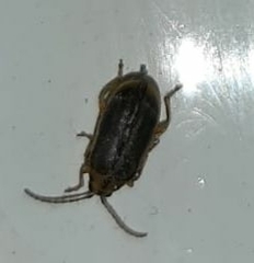 Coleoptera