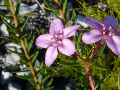 Adenandra fragrans