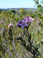 Adenandra fragrans