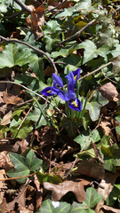 Iris reticulata