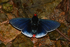 Pyrrhopyge aziza