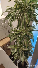 Dracaena
