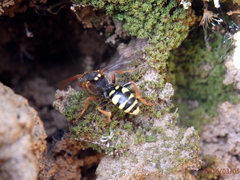Nomada lathburiana