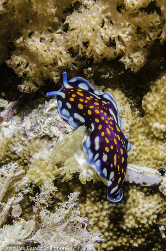 Pseudoceros lindae Newman & Cannon, 1994