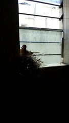 Streptopelia senegalensis